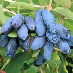 Жимолость съедобная Волшебница