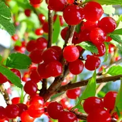 Вишня войлочная Огонек