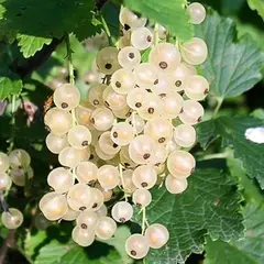 Смородина белая Голландская