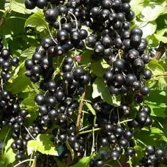 Смородина черная Зеленая Дымка