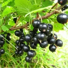 Смородина черная Петербурженка