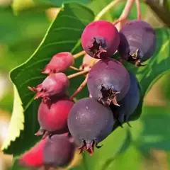 Ирга Ольхолистная Мандан