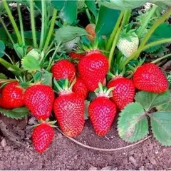 Земляника (Клубника) Клери