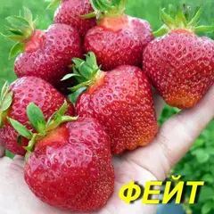 Земляника (Клубника) Фейт