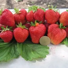 Земляника (Клубника) Кимберли