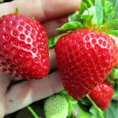 Земляника (Клубника) Сюзетта