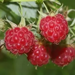 Малино-поляничный гибрид