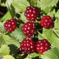 Поляника (княженика) Беата