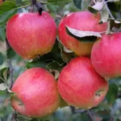 Яблоня Слава Победителям 2х летнее (семенной подвой)