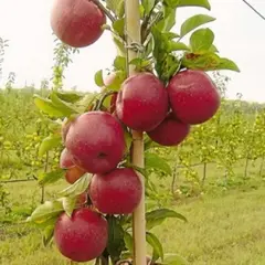 Яблоня колоновидная Джин