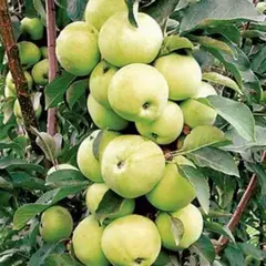Яблоня колоновидная Диалог