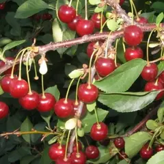 Вишня Апухтинская