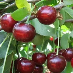 Дюк Надежда