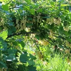 Смородина белая Версальская