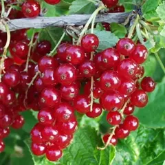 Смородина красная Детван