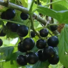 Смородина черная Вологда