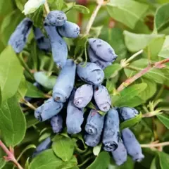 Жимолость съедобная Амфора