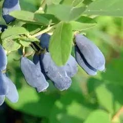 Жимолость съедобная Синеглазка