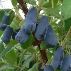 Жимолость съедобная Ленинградский великан