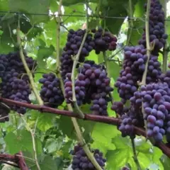 Виноград плодовый Кишмиш черный