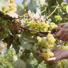 Виноград плодовый Коринка русская