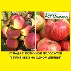 Яблоня с 2-мя прививками УСЛАДА + КОРИЧНОЕ ПОЛОСАТОЕ