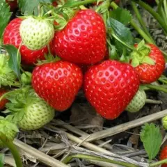 Земляника (Клубника) Кент