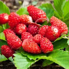 Земляника (Клубника) Времена года