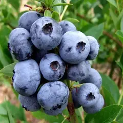 Голубика садовая Эллиот