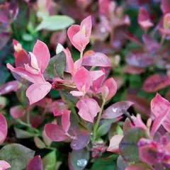 Голубика садовая Фламинго