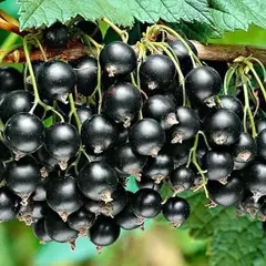 Смородина черная Титания