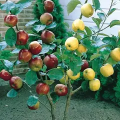 Яблоня с 2-мя прививками БАЛТИКА + БЕЛЫЙ НАЛИВ