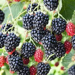 Ежевика Газда