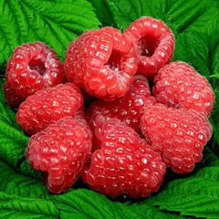 Малина обыкновенная Глен Ди