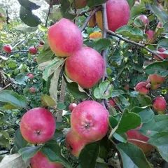 Яблоня Звездочка С6 (полукарликовый подвой)