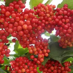 Калина обыкновенная Ульгень