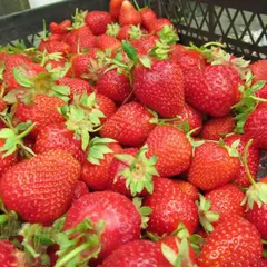 Земляника (Клубника) Царица