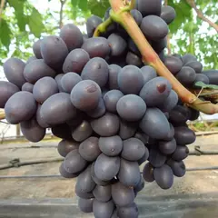 Виноград плодовый Подарок Несветая