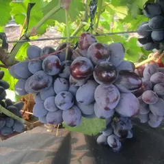 Виноград плодовый Ласточка