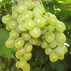 Виноград плодовый Гарольд