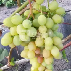 Виноград плодовый Августовский