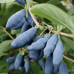 Жимолость съедобная Княгиня