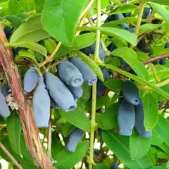 Жимолость съедобная Поклон Сибири