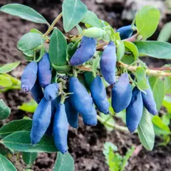 Жимолость съедобная Стрежевчанка