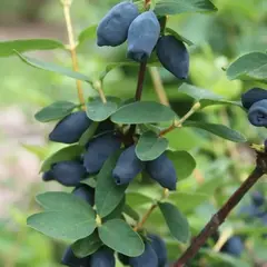 Жимолость съедобная Успех