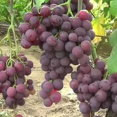 Виноград плодовый Али-Баба
