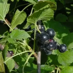 Смородина черная Литвиновская