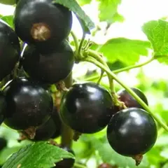 Смородина черная Лентяй