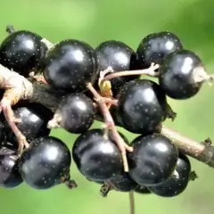 Смородина черная Нара