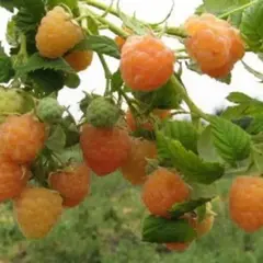 Малина ремонтантная Золотые купола